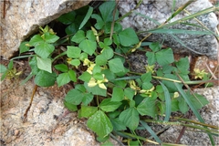 Rhynchosia densiflora